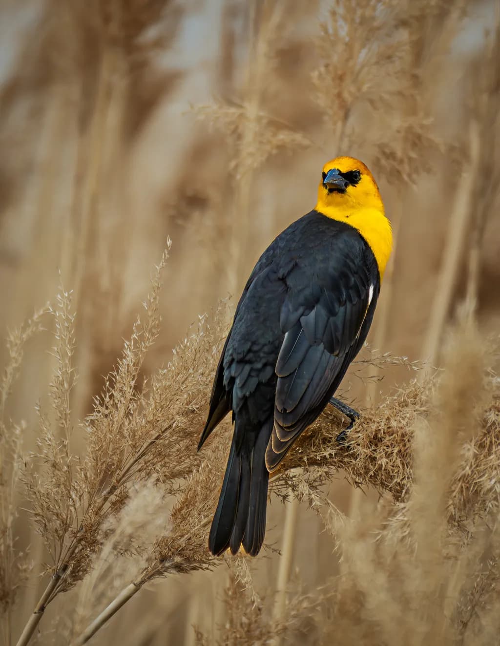 Yellow-Headed Bird in Reeds