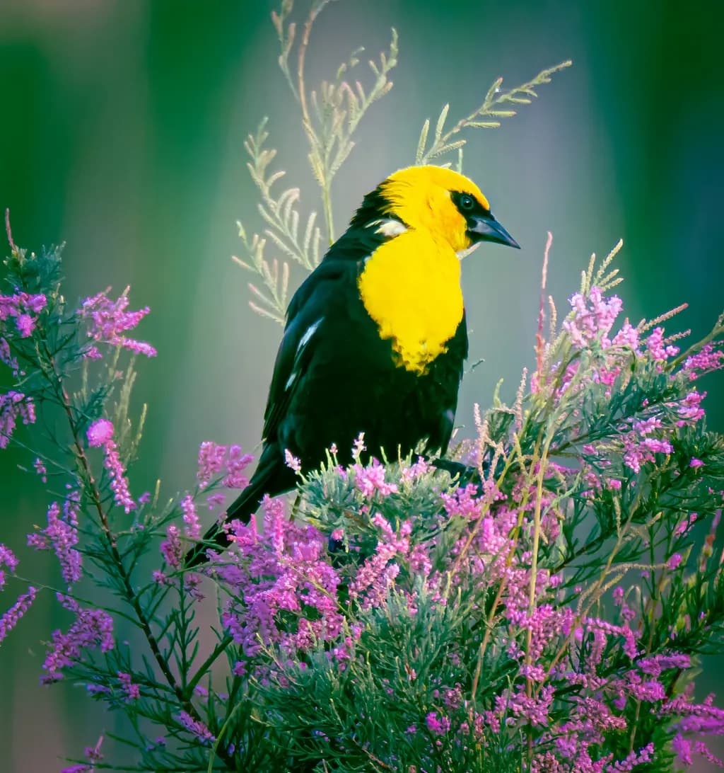 Yellow-Headed Bird on Flowers