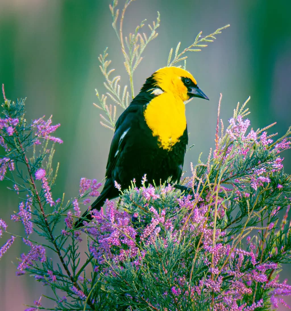 Yellow-Headed Beauty