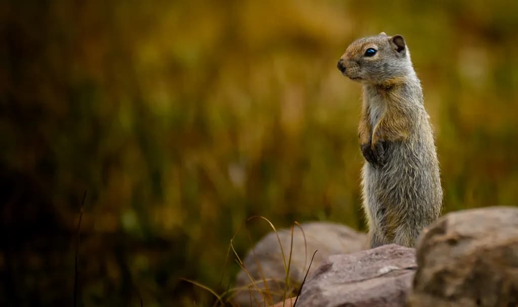 The Watchman