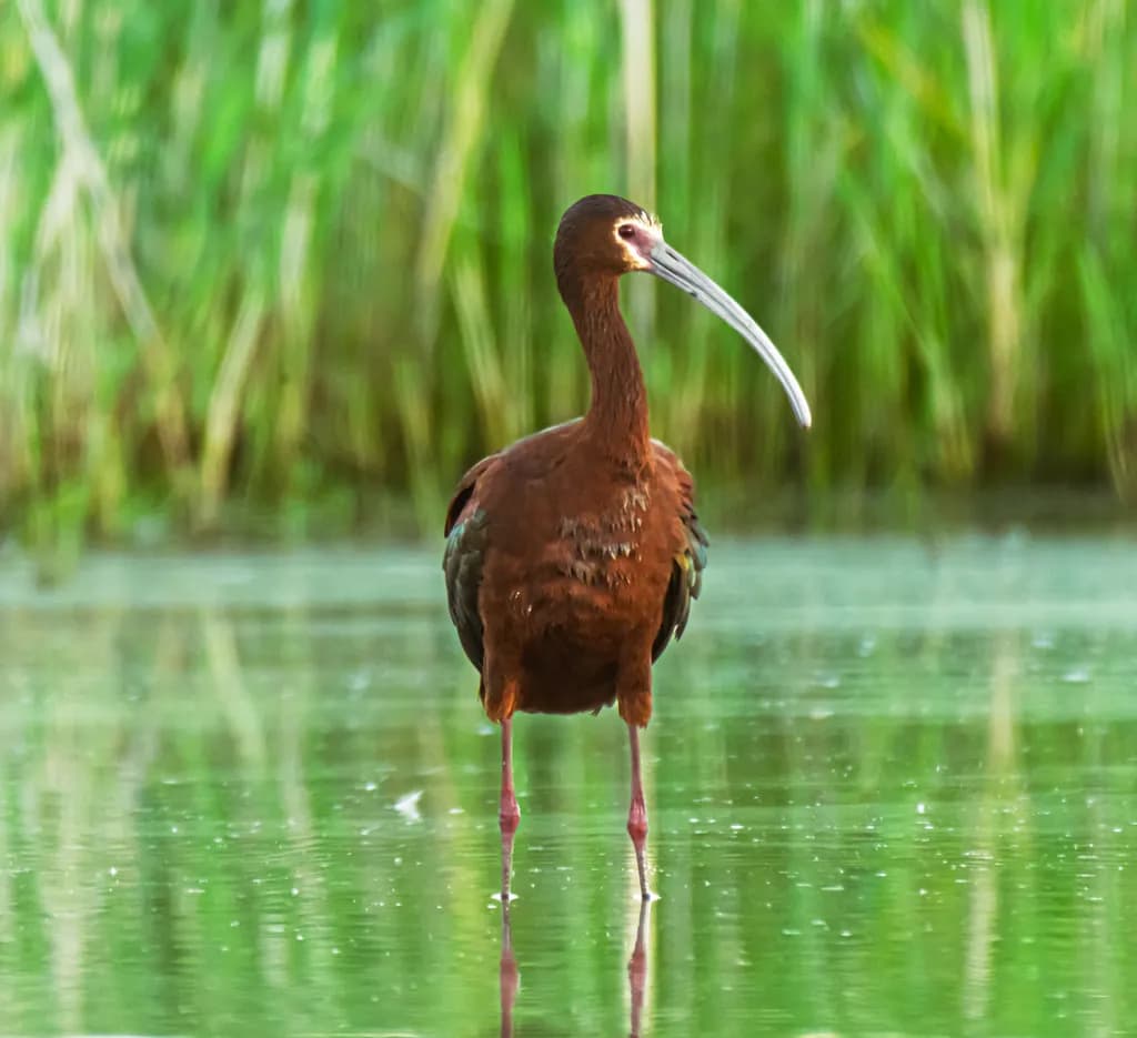 White-Faced Ibis