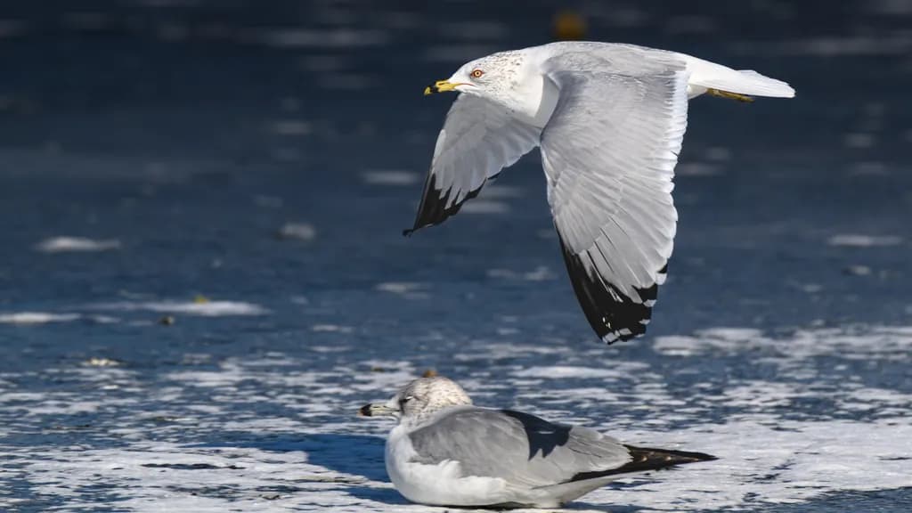 Seagull Flyby