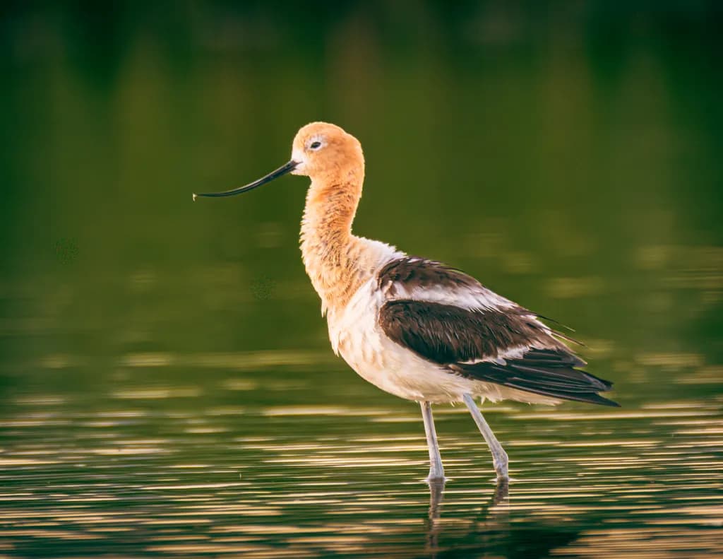 Lone Avocet
