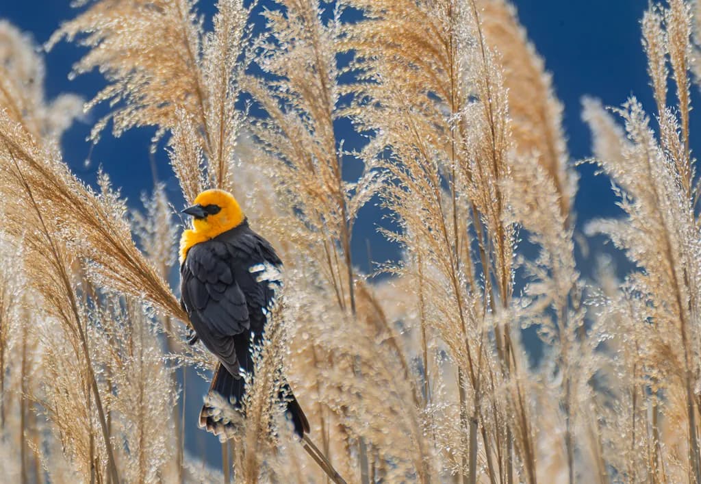 Yellow-Headed in Thicket