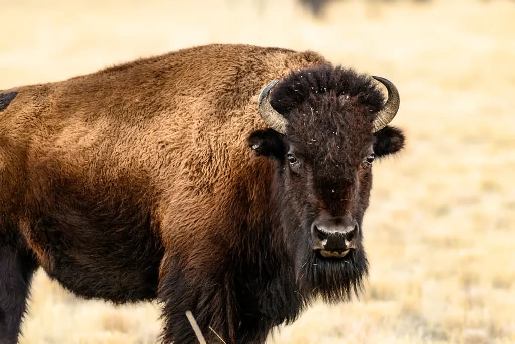 Summer Bison