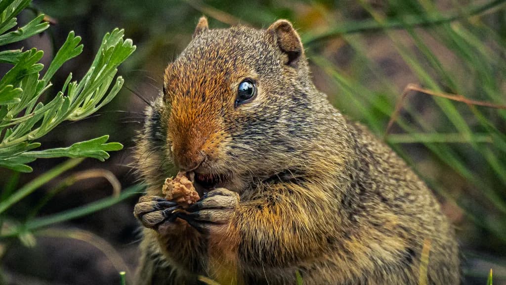 Squirrel Snacktime