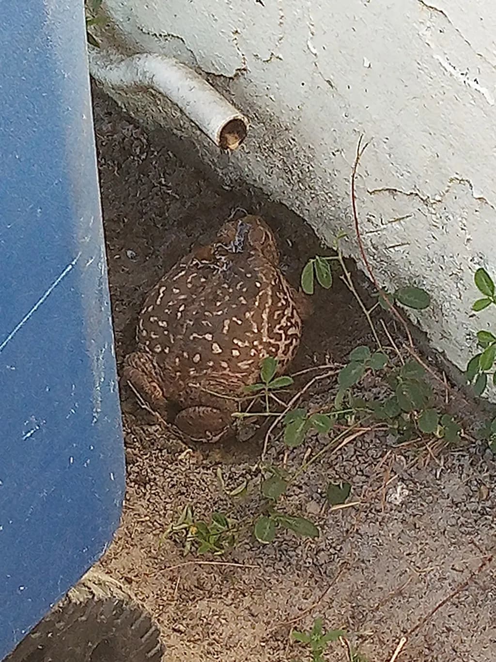 Hidden Hopper