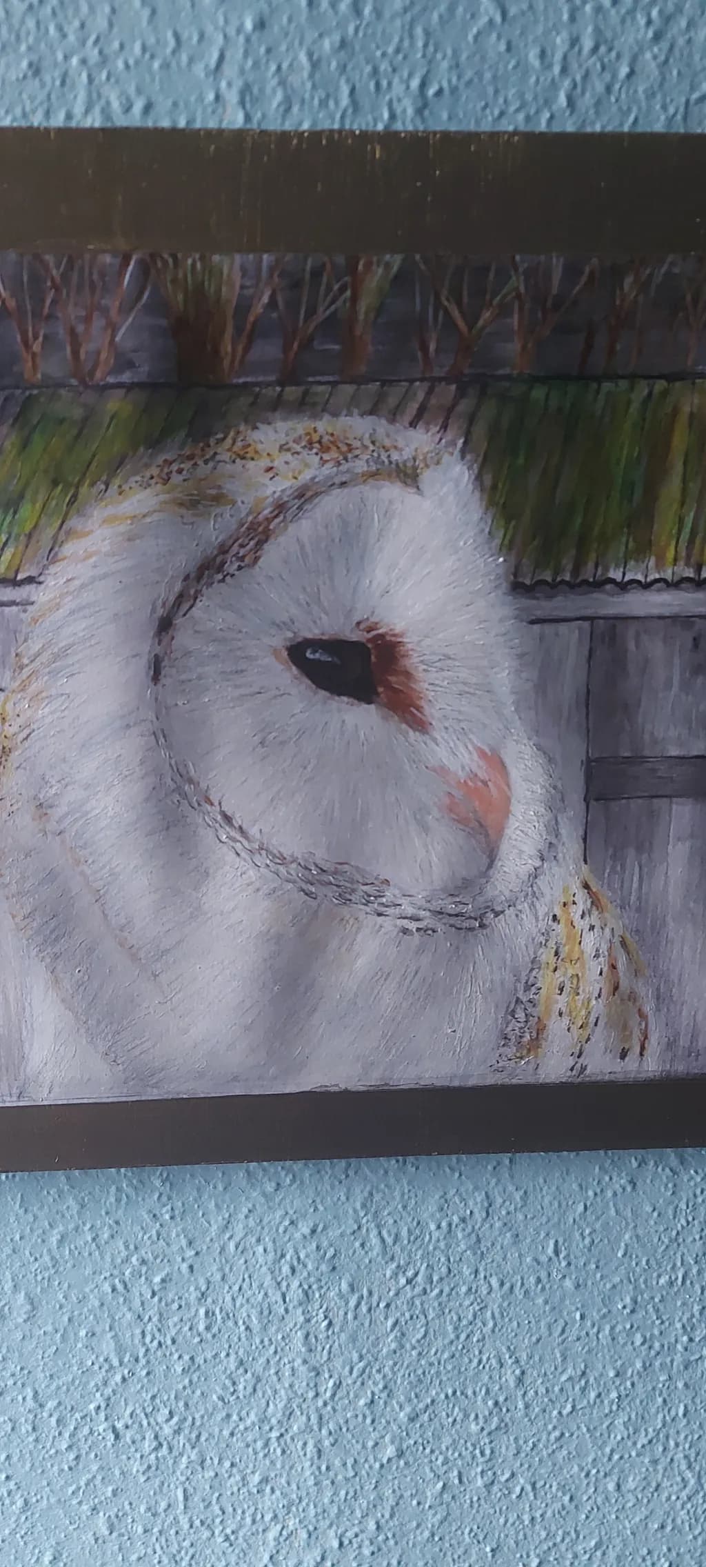 Barn Owl Portrait