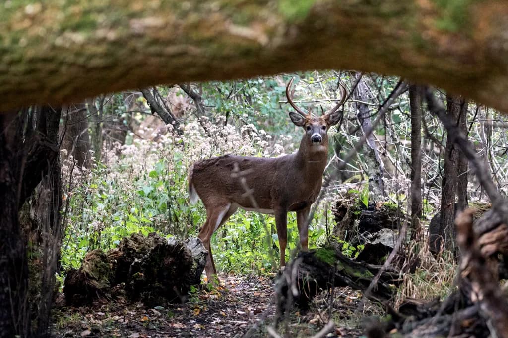 Woodland Watcher