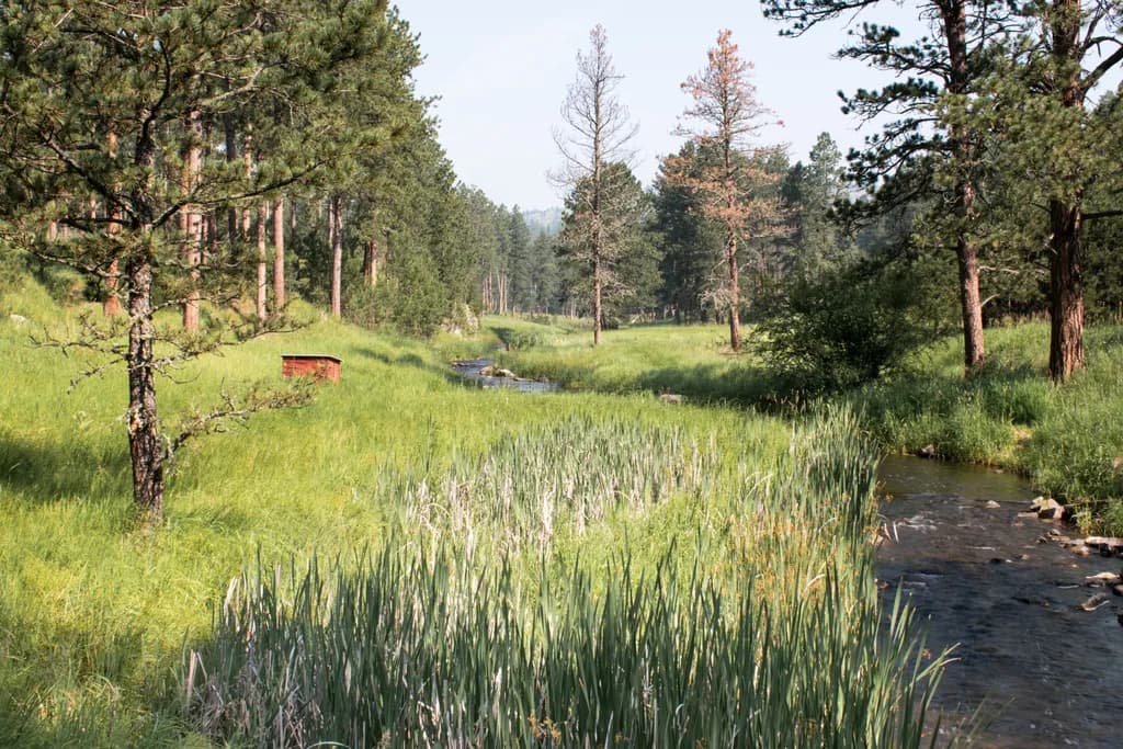 Tranquil Streamscape