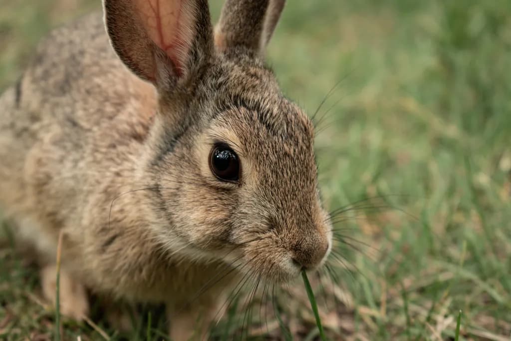 Curious Rabbit