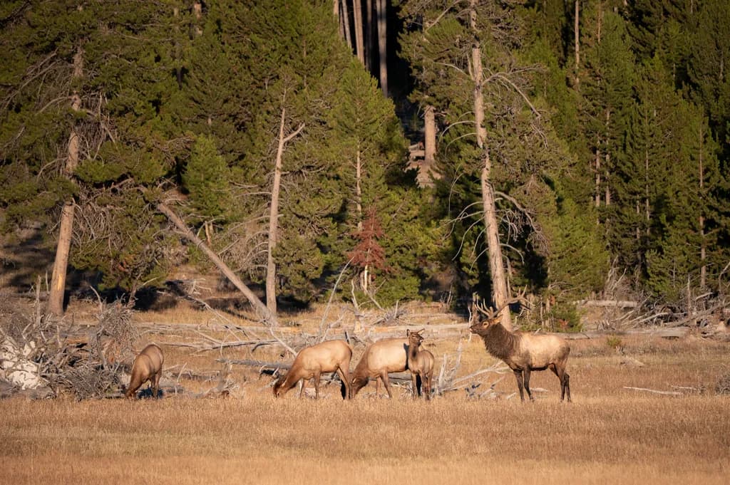 Elk in the Meadow