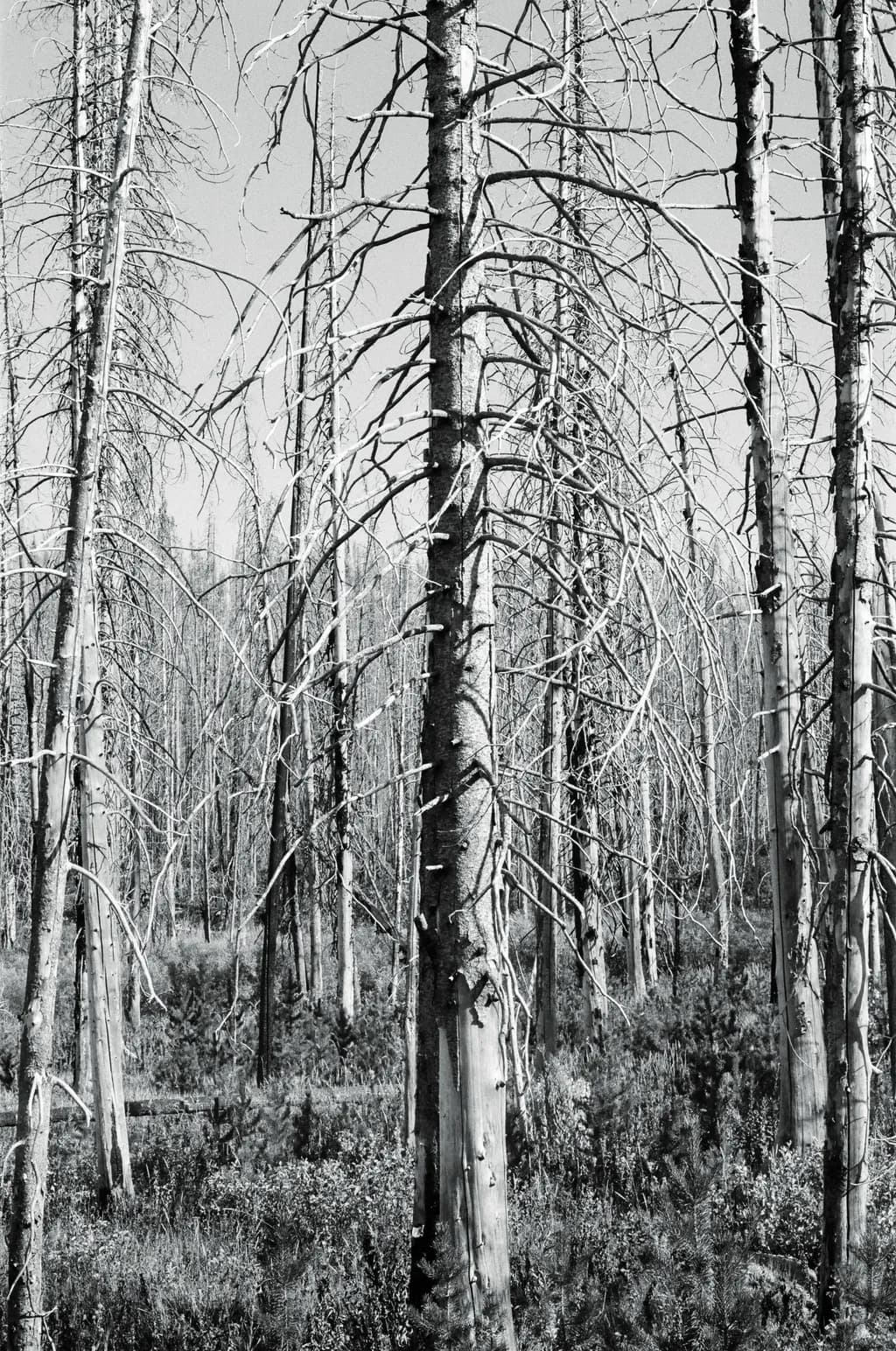 Skeletal Forest