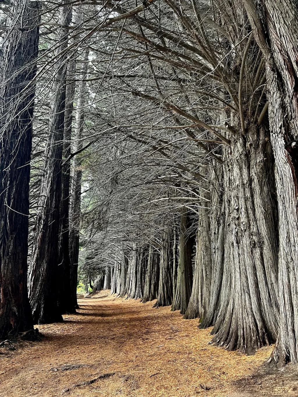 Barewood Pathway