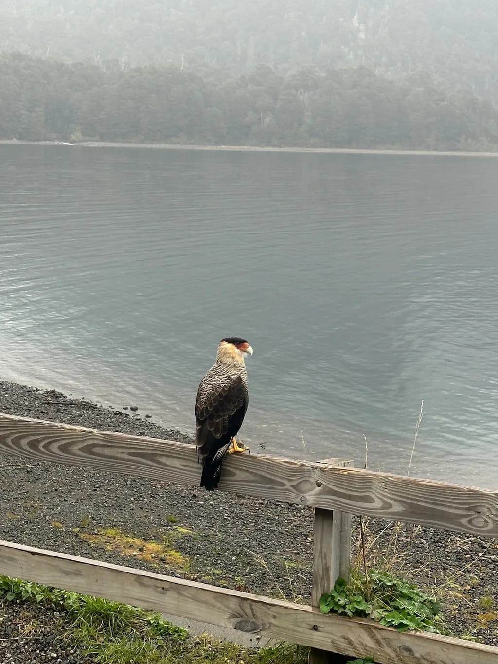 Lakeside Sentinel