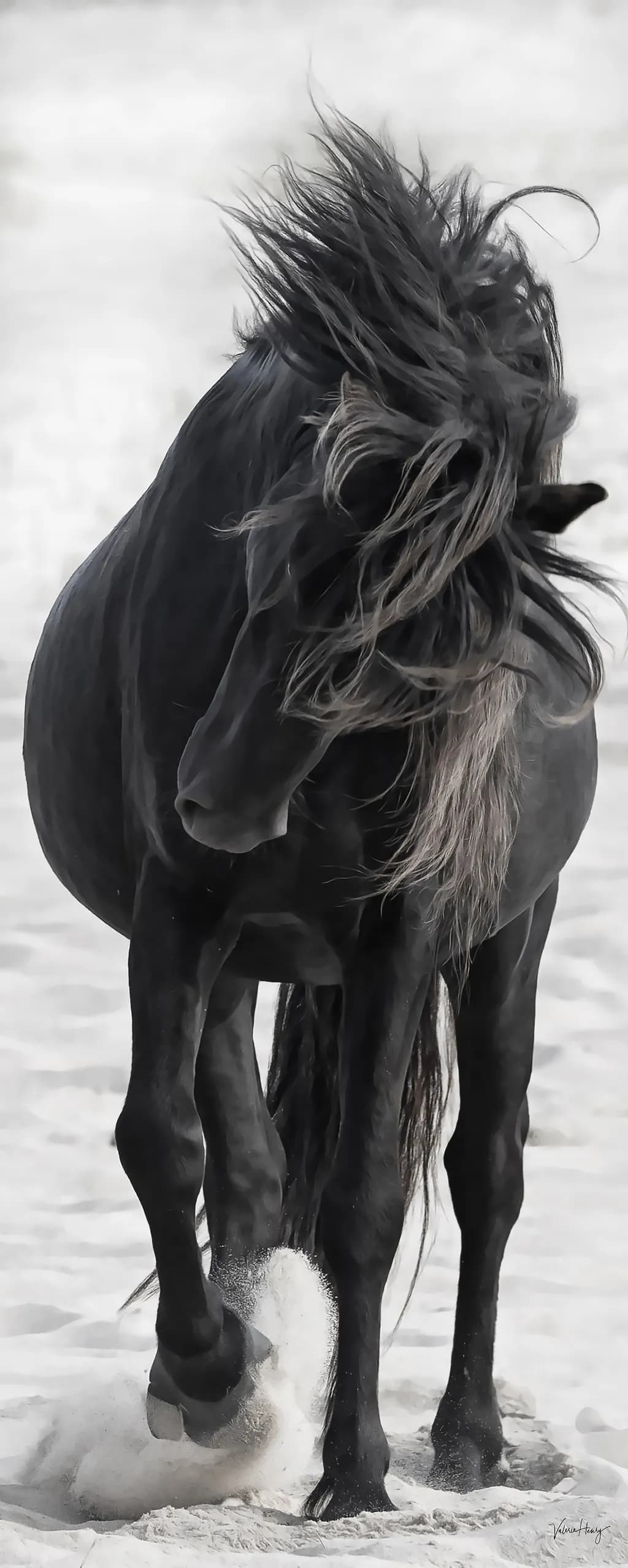 Soul of the Wind