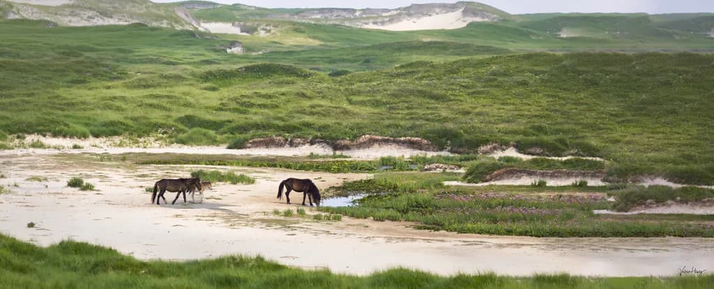 Untamed Land