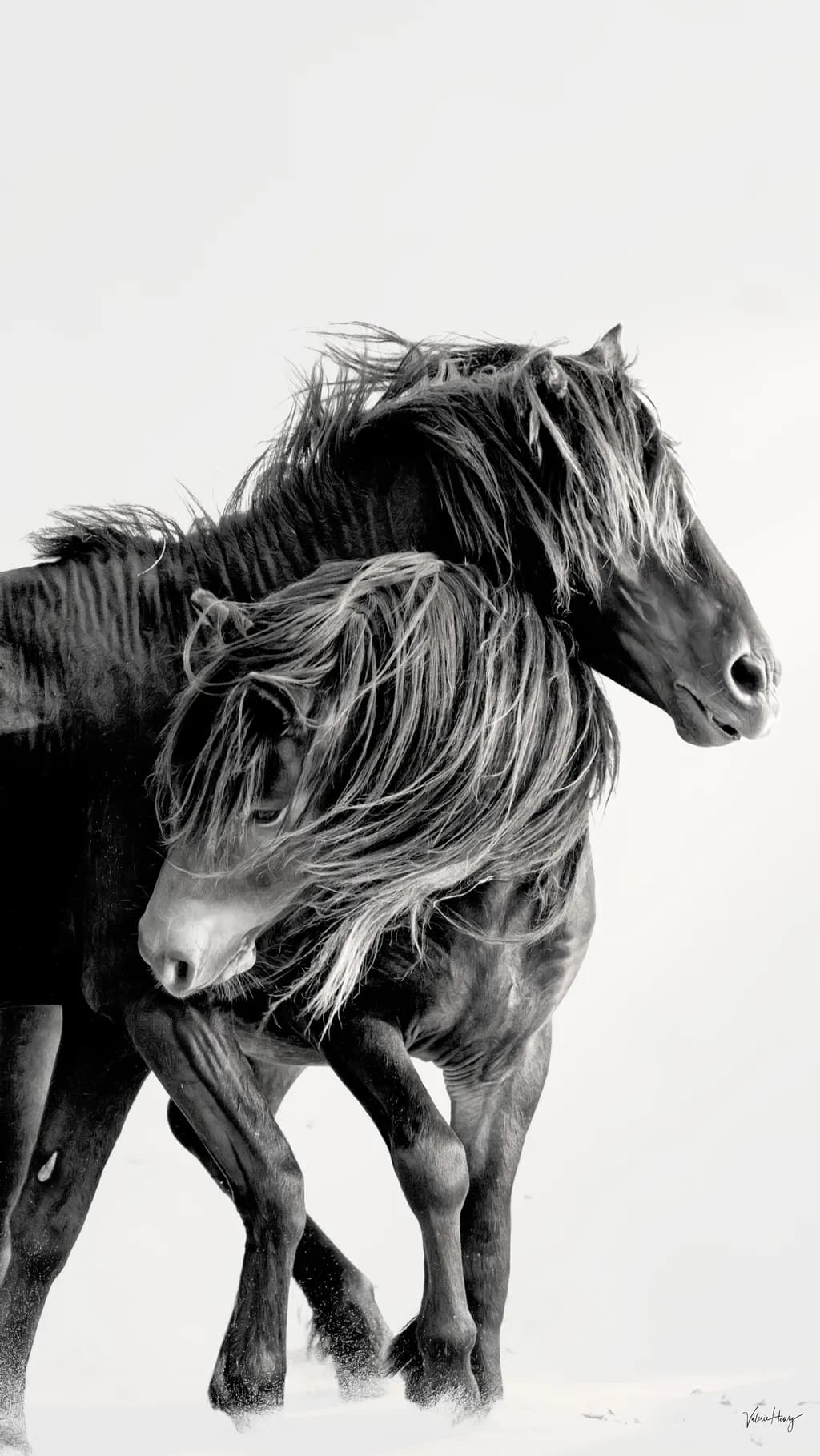 Wind and Freedom