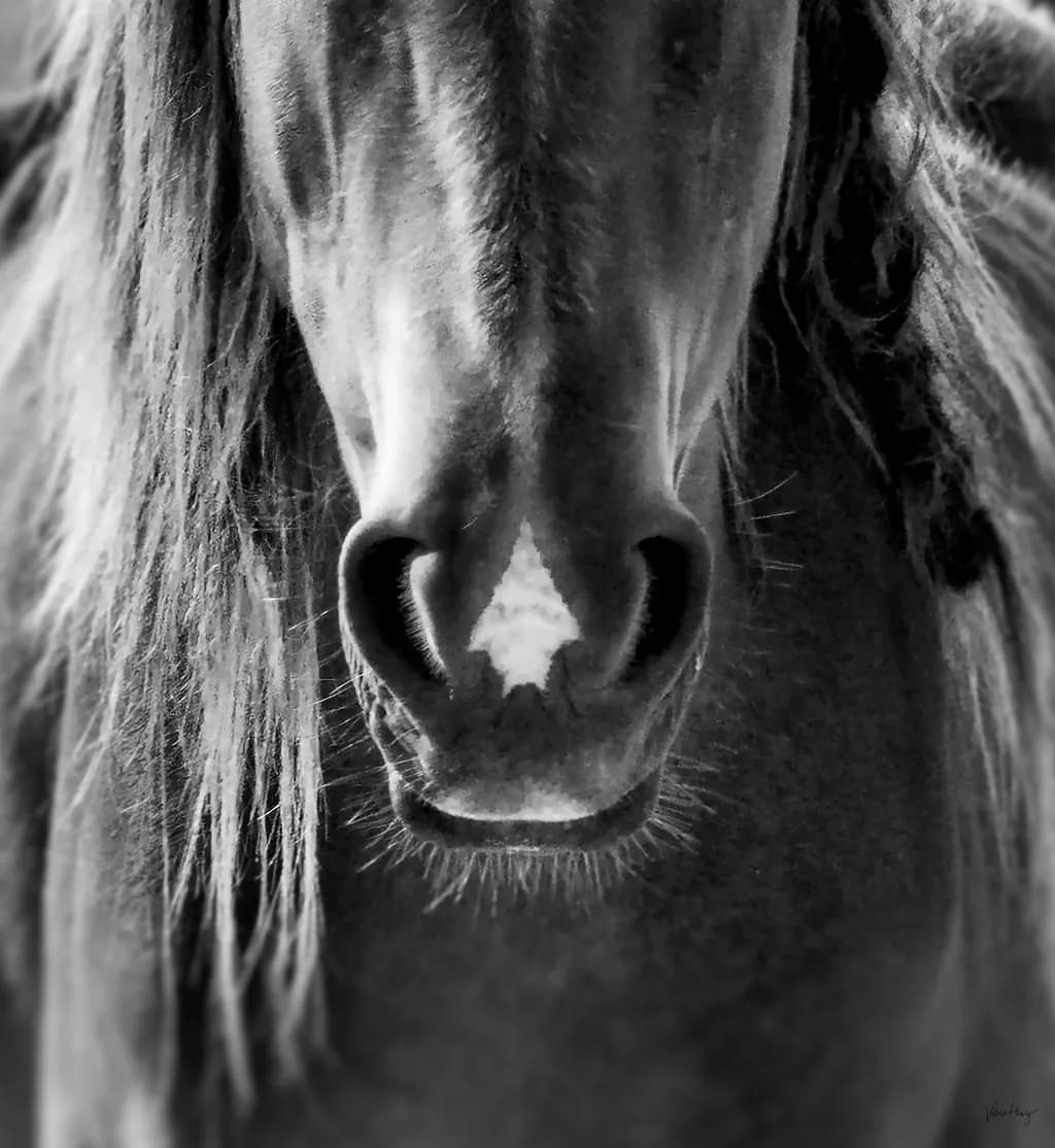 Equine Soul