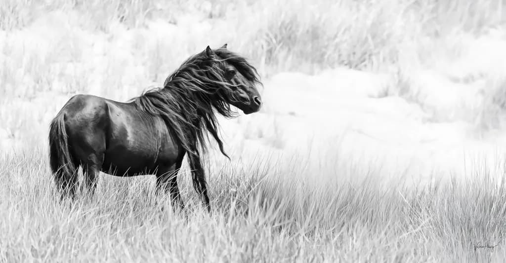 Echo of Wildness