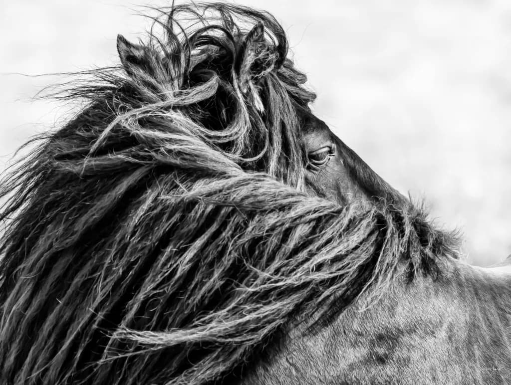 Windswept Horse Mane