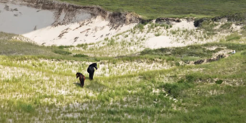 Two Horses in Grassland