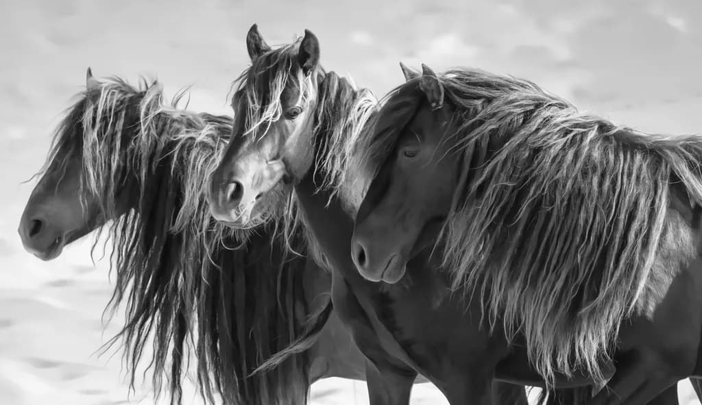 Horses in Group_motion