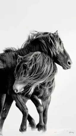 Wind and Freedom