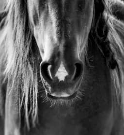 Equine Soul
