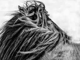 Windswept Horse Mane