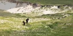 Two Horses in Grassland