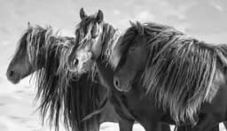 Horses in Group_motion