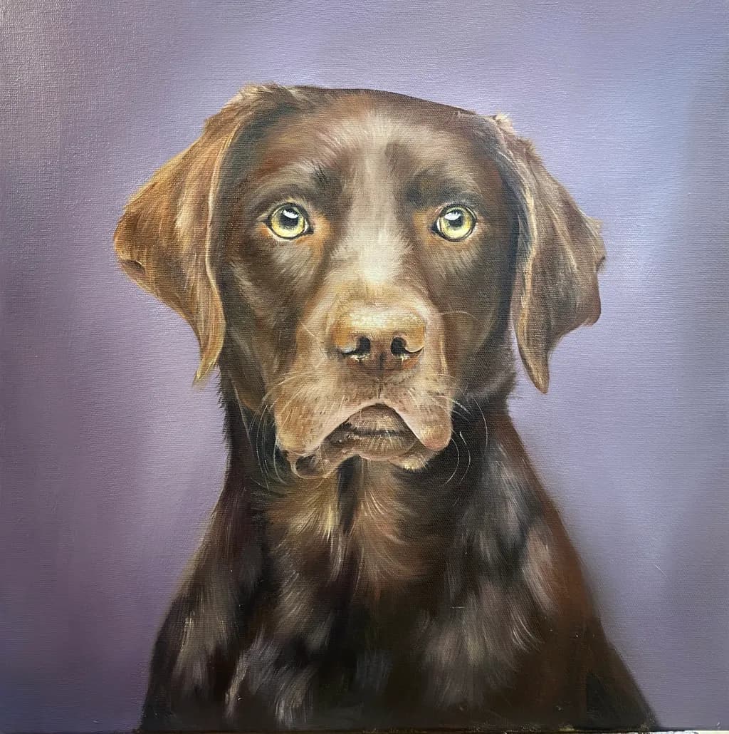 Labrador Portrait