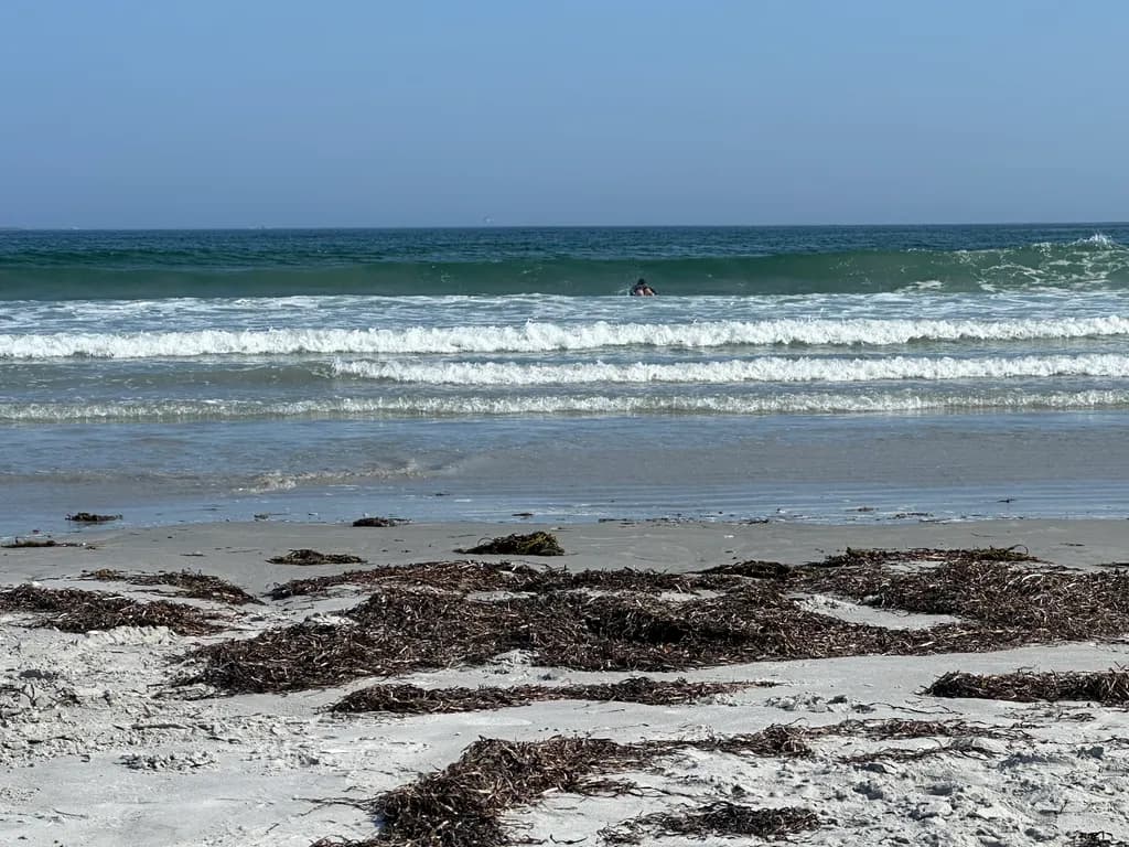 Seaweed Beach Waves