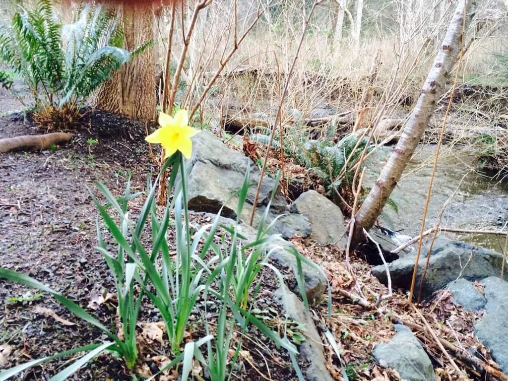 Daffodil in Nature