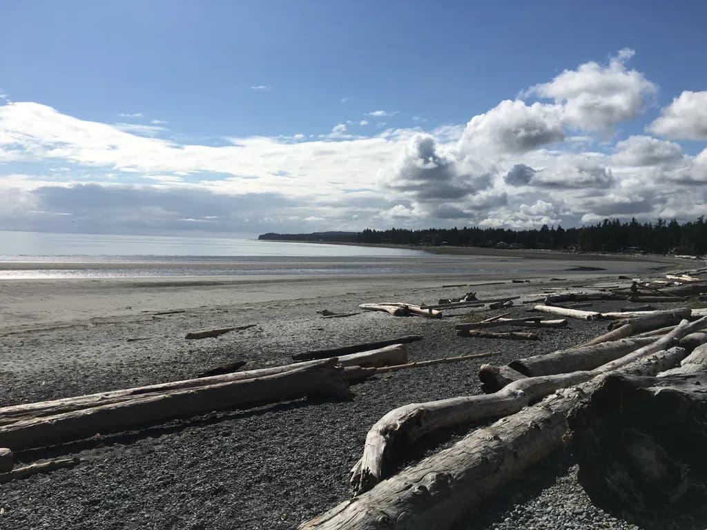 Driftwood Serenity