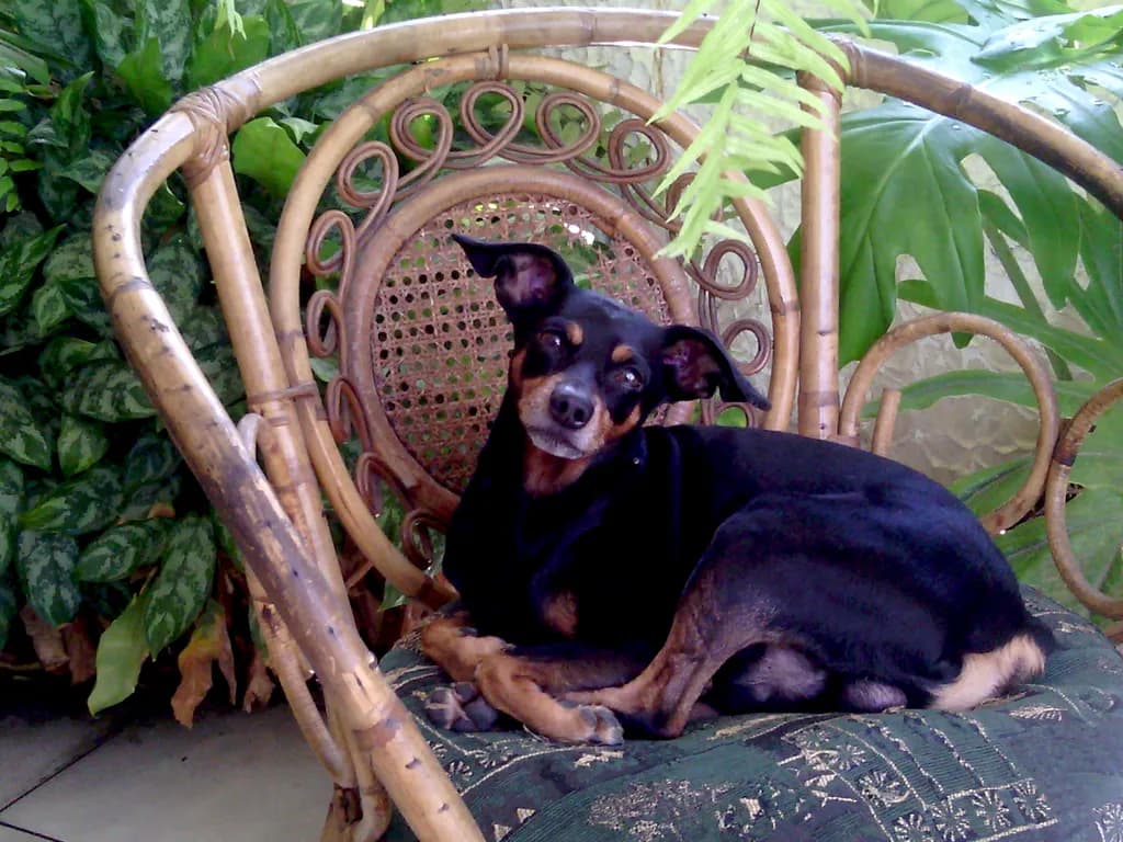 Relaxed Canine Companion