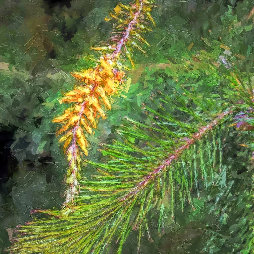 Golden Sprigs