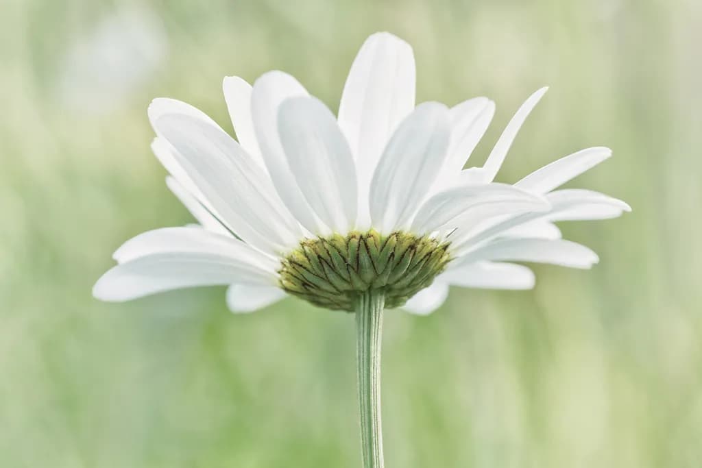 Daisy, Daisy, Daisy