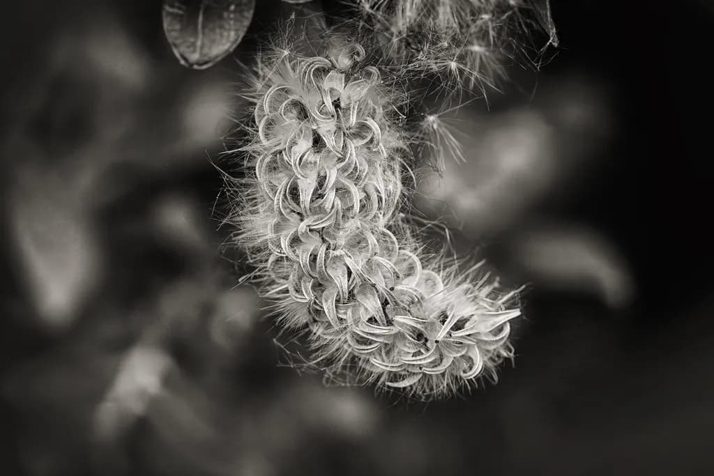 Willow Catkin