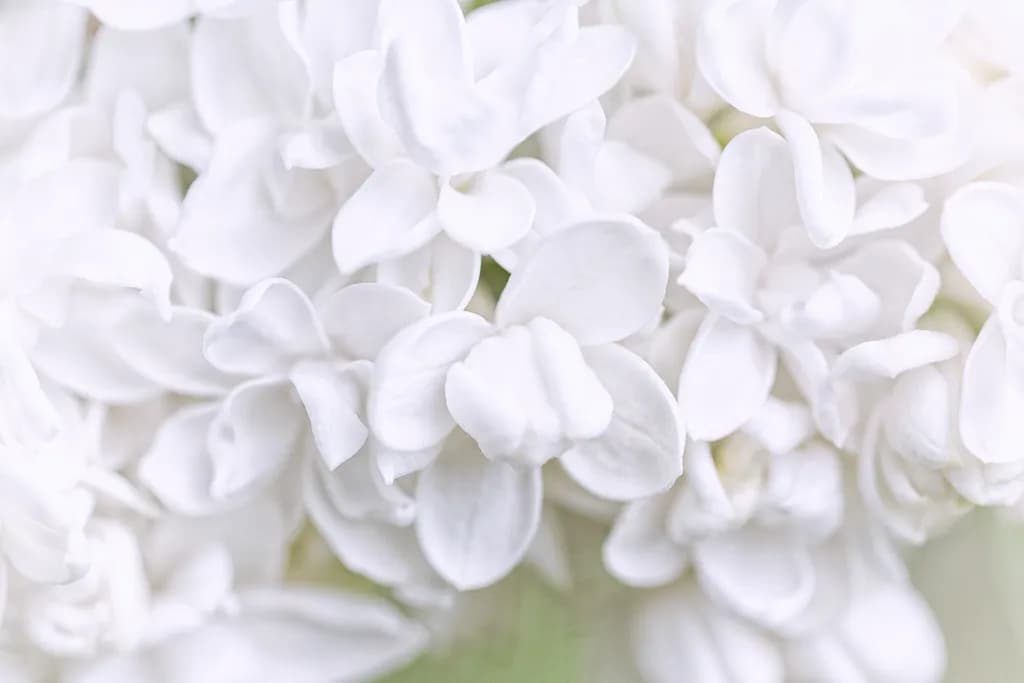 White Lilac Elegance