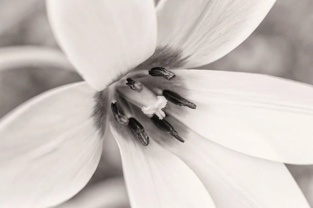 Tulip Essence