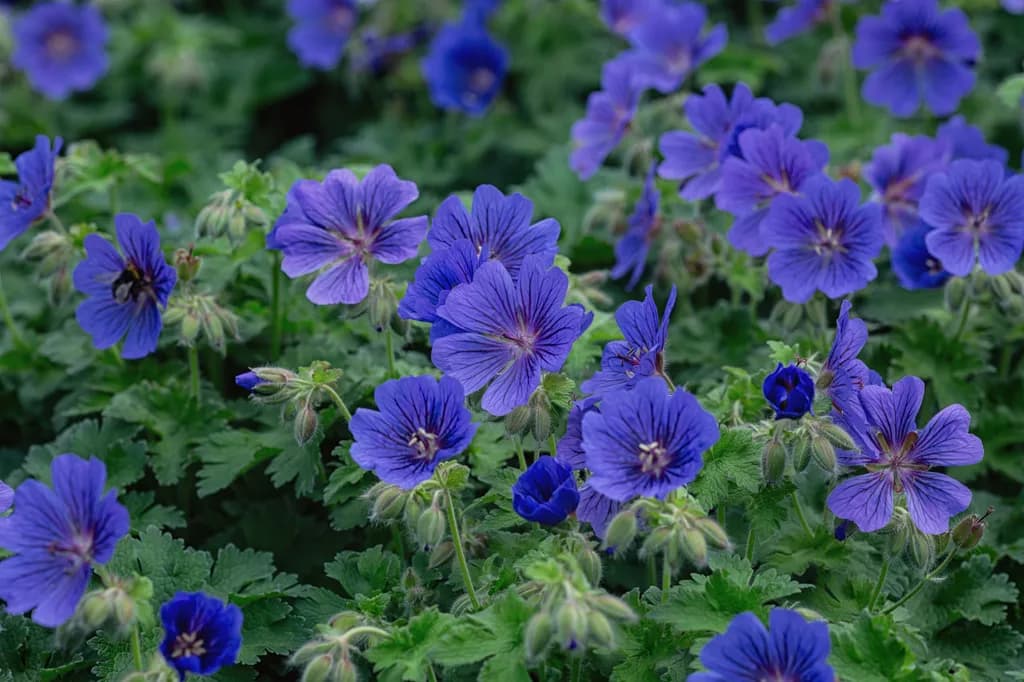 Blue Cranesbill Bloom