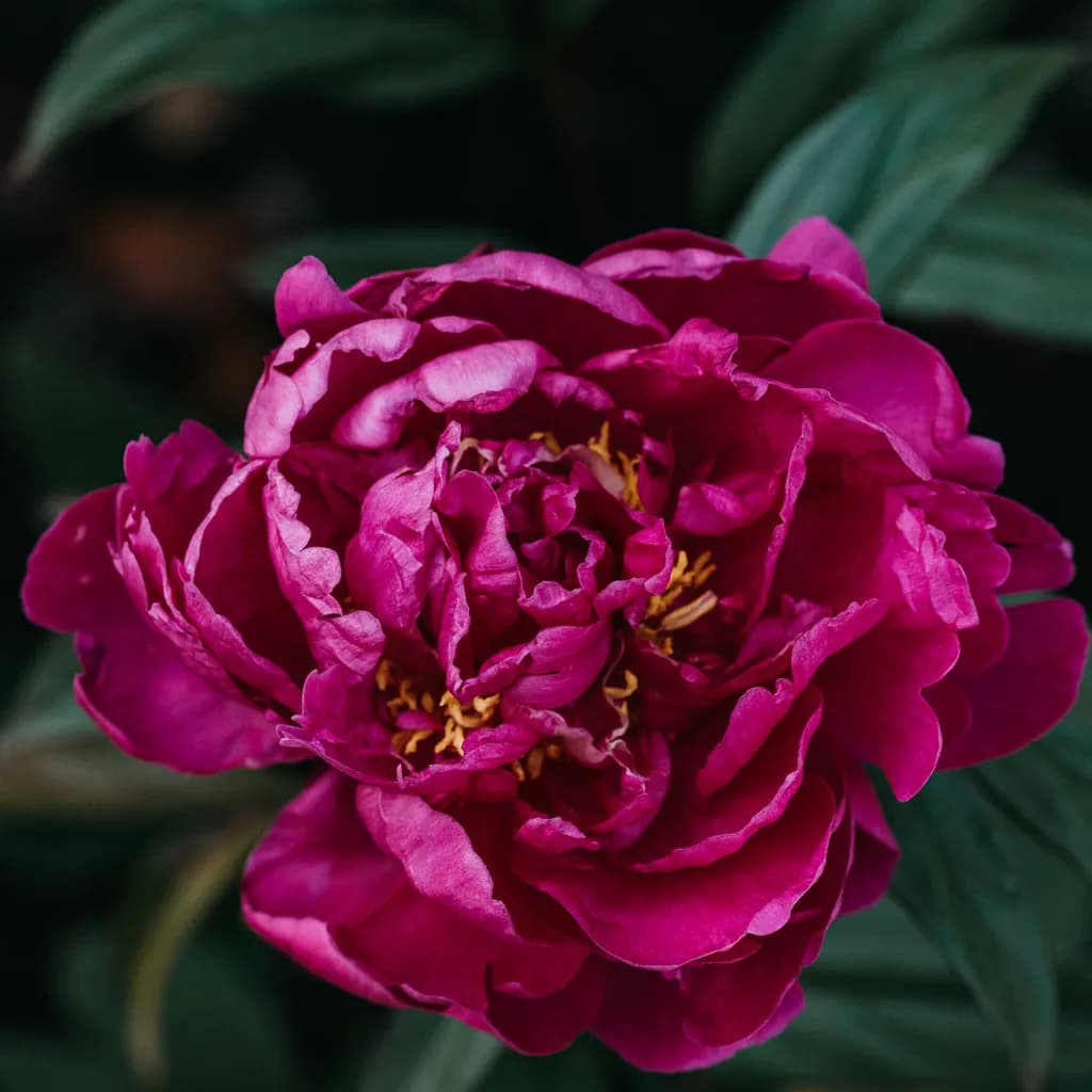 Crimson Peony