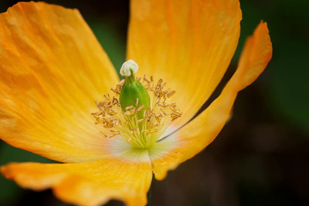 Golden Petal Pulse