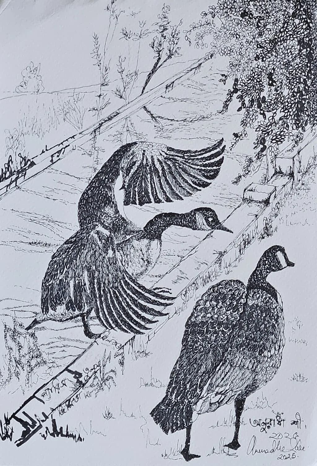 Swans -the dating pair