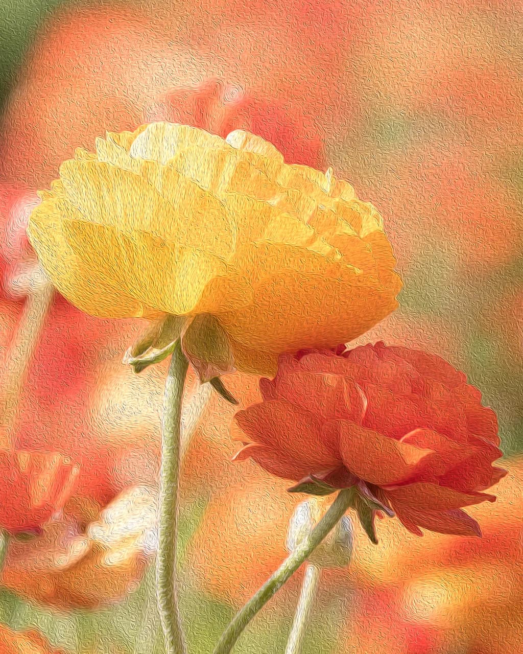Field Bloom