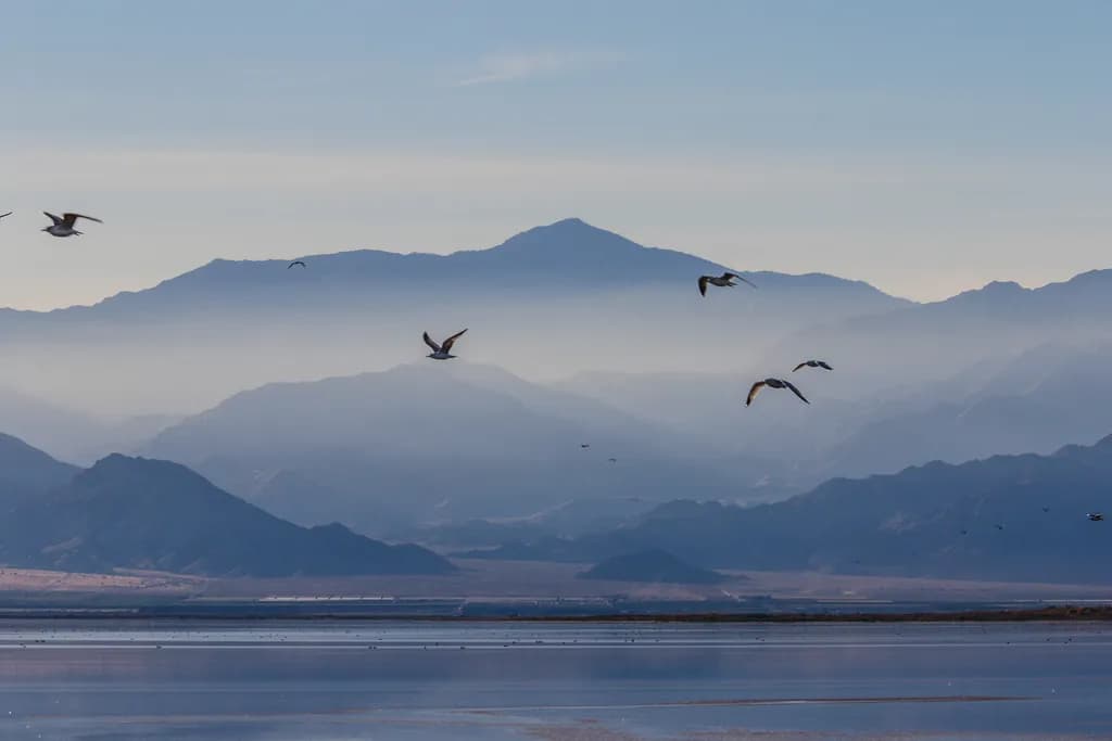 Salton Sea Flight