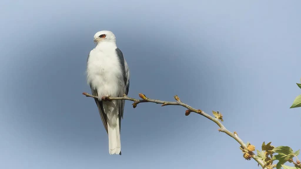 Perched Kite
