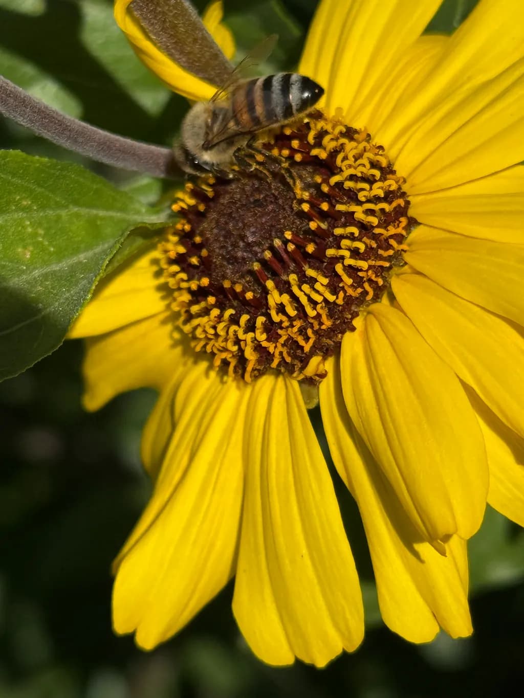 Buzzing Beauty